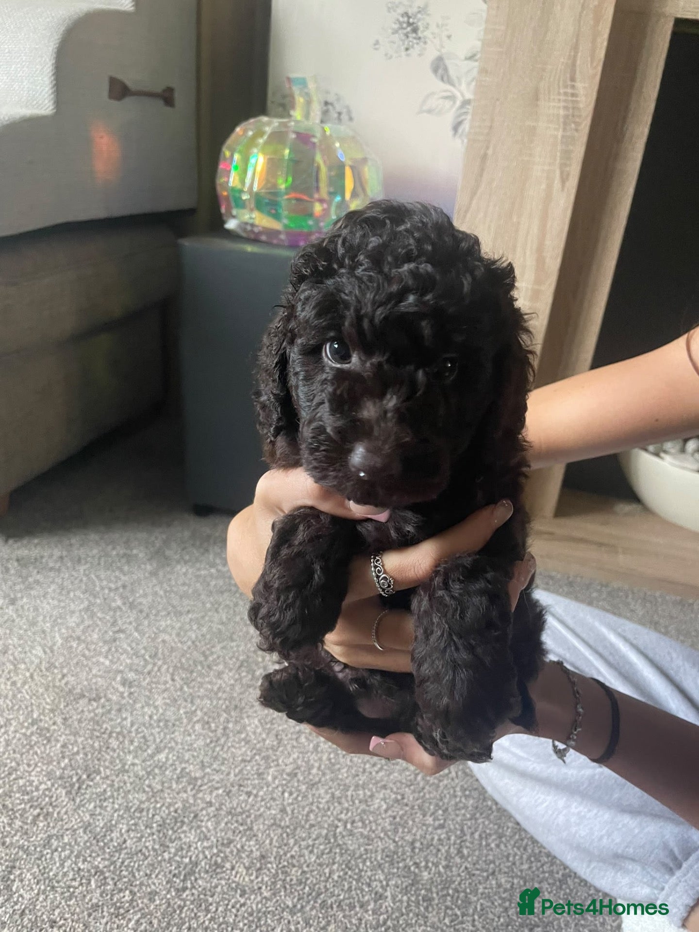 Labradoodle dogs for sale: ⭐️ READY NOW - F1b Miniature Labradoodles⭐️ - Advert 1