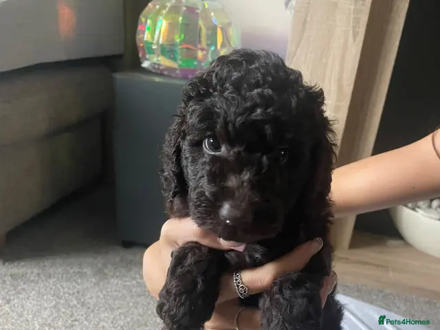 Labradoodle dogs for sale: ⭐️ READY NOW - F1b Miniature Labradoodles⭐️ - Advert 1