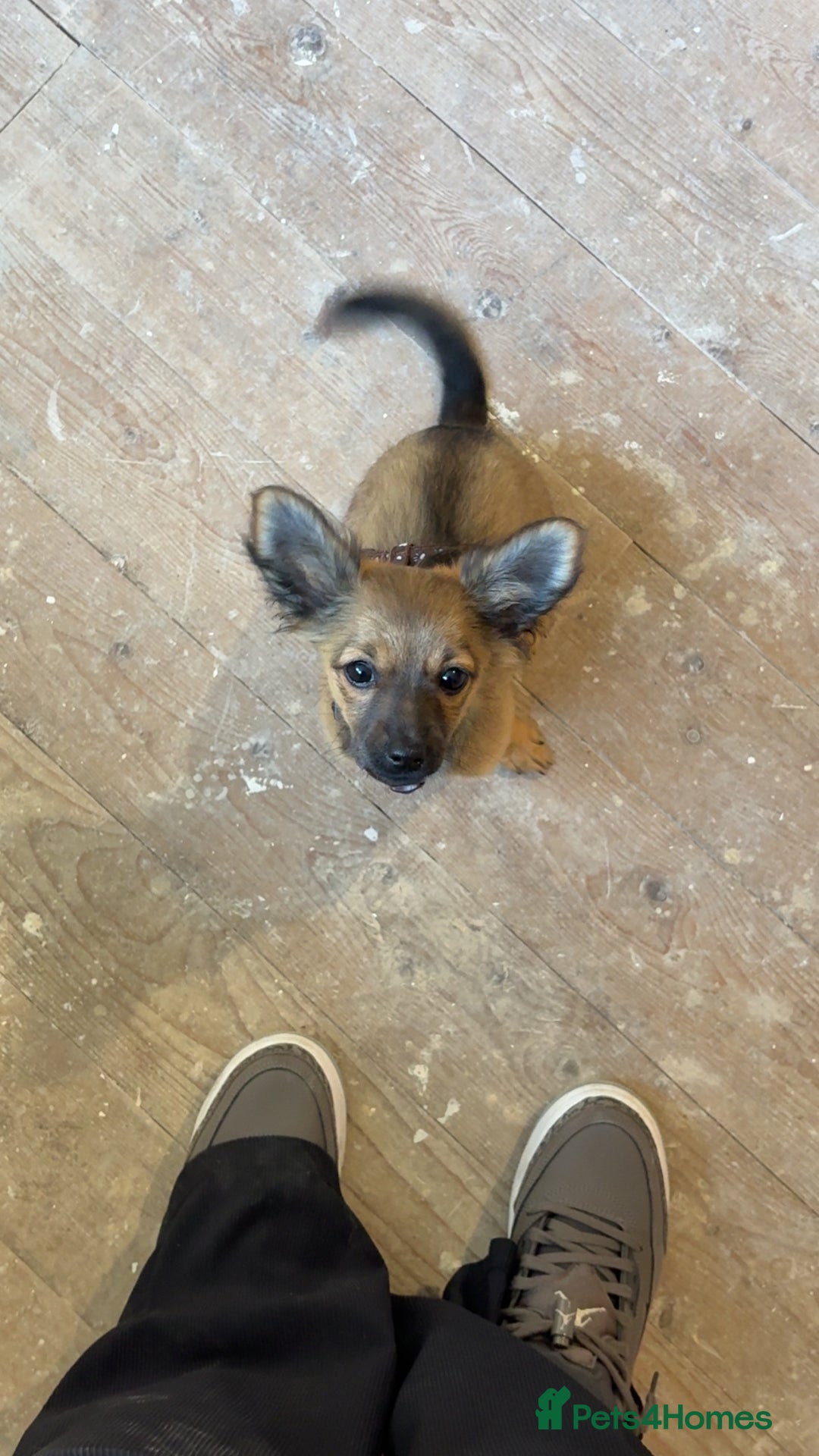 Chihuahua dogs for sale: URGENT Female long haired chihuahua mix puppy - Image 4