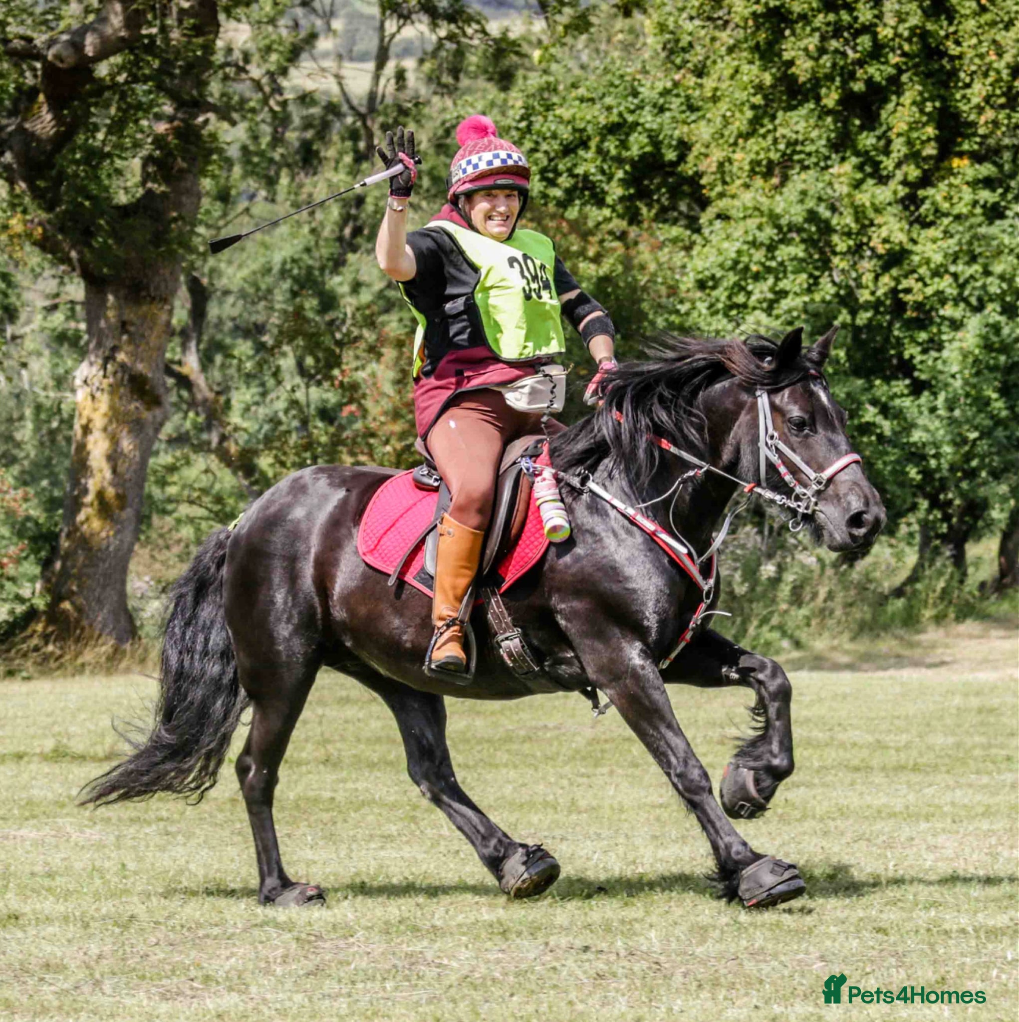 Fell horses Townend Lady Talisker 13.3 Registered Fell Pony  - Advert 6
