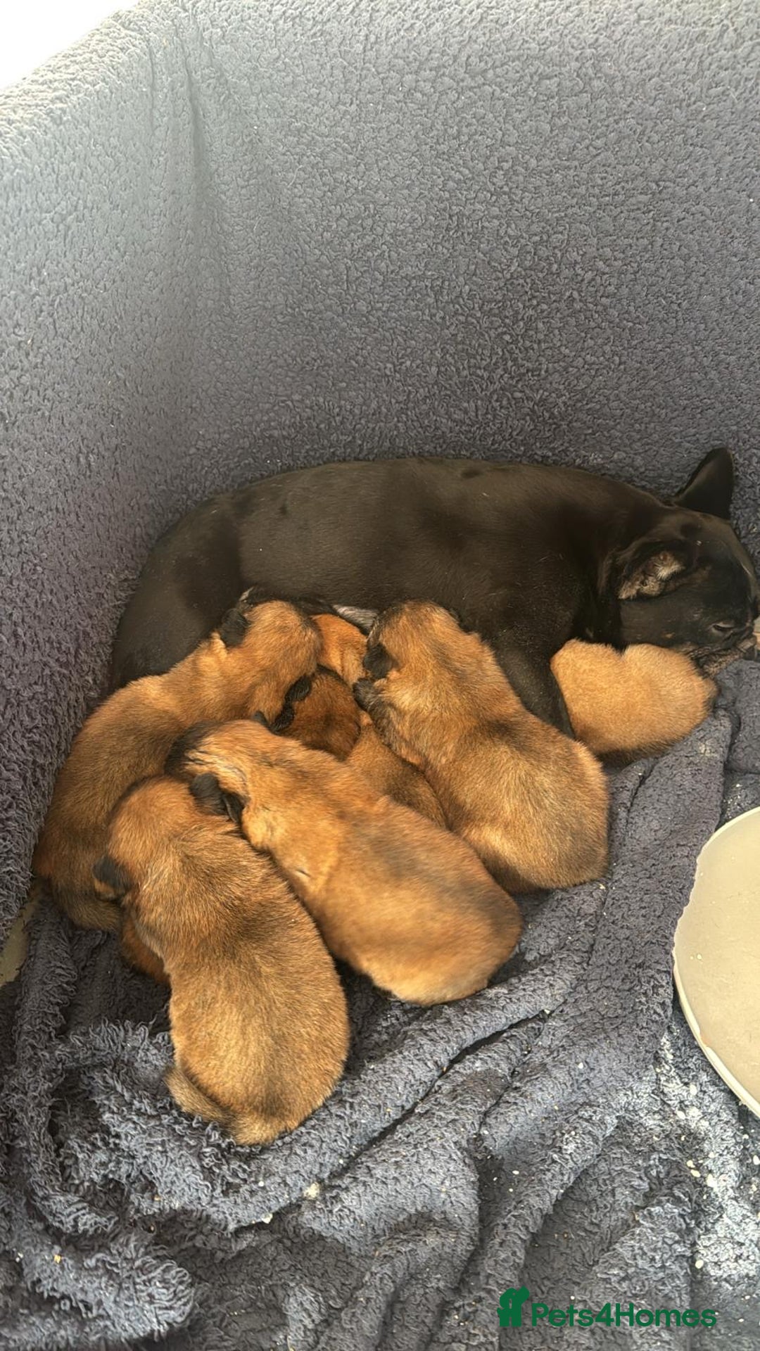 Mixed Breed dogs for sale: Frenchie X Chow Chow  - Image 8