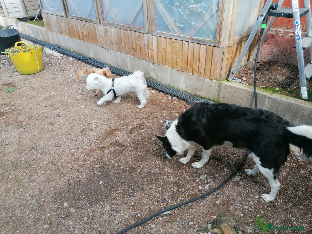 Bichon Frise dogs for adoption: 💙🐶 BARNEY 🐶💙 - Image 14