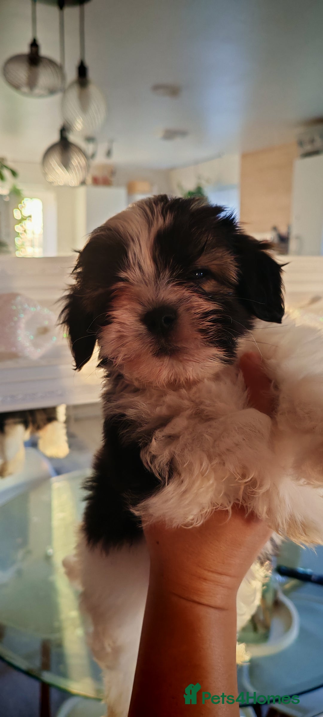 Shih Tzu dogs for sale: Beautiful full breed fluffy Shih Tzu boy  - Advert 14