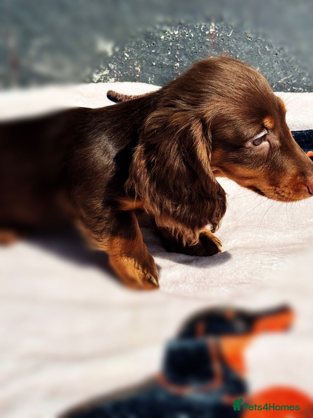 Miniature Dachshund dogs for sale: 2 gorgeous fluffy boys  - Image 7