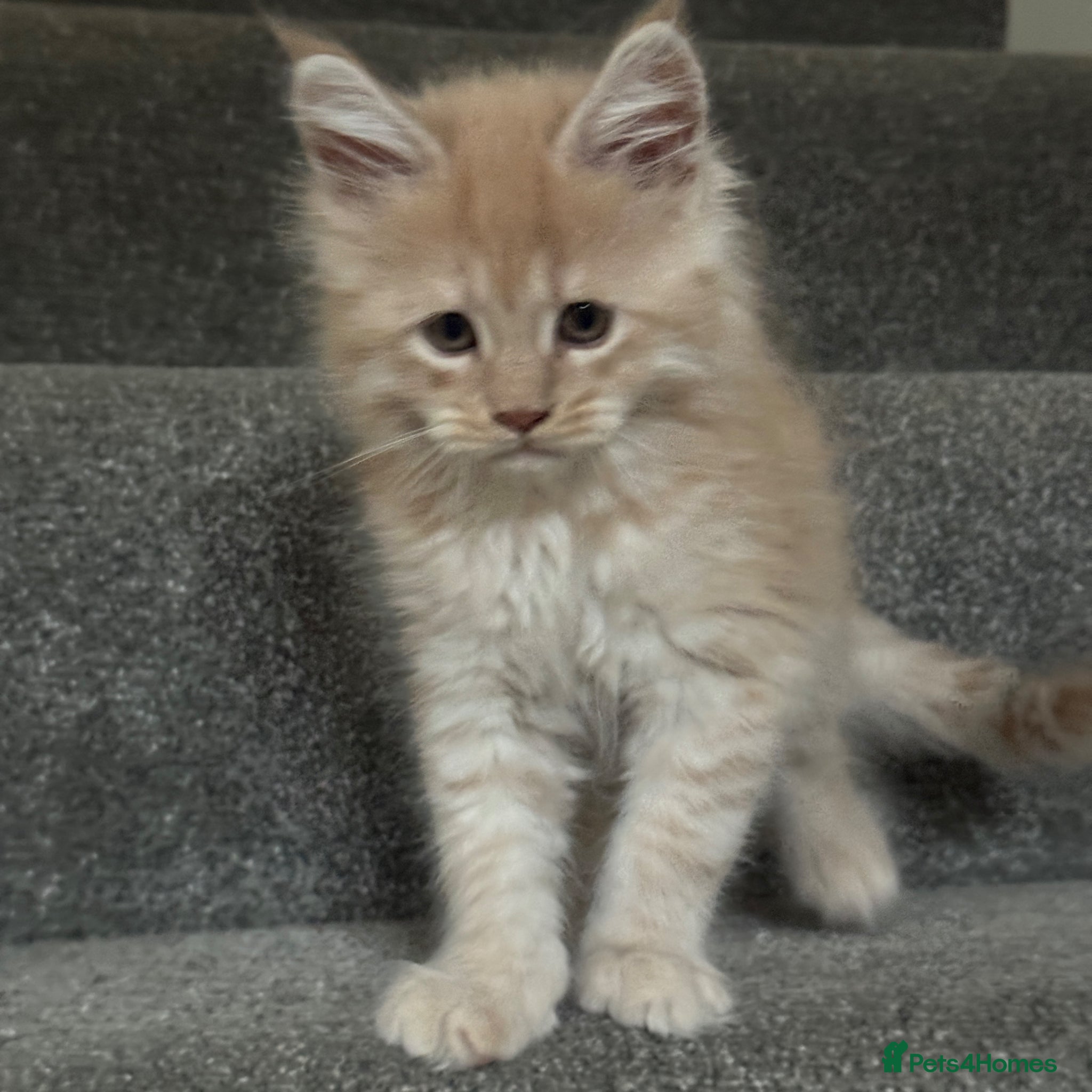 Maine Coon cats Beautiful Maine Coon kittens for sale. Two boys.🦁 - Advert 2