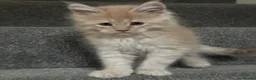 Maine Coon cats for sale: Beautiful Maine Coon kittens for sale. Two boys.🦁 - Advert 3