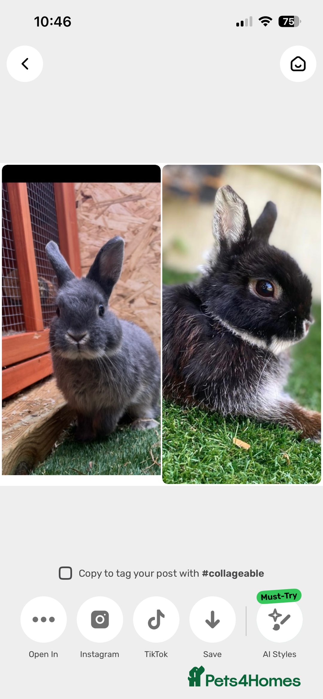 Netherland Dwarf rabbits for sale: 2 Male Netherland Dwarf rabbits 18 months old  - Advert 1