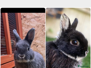 Netherland Dwarf rabbits 2 Male Netherland Dwarf rabbits 18 months old - Advert 1