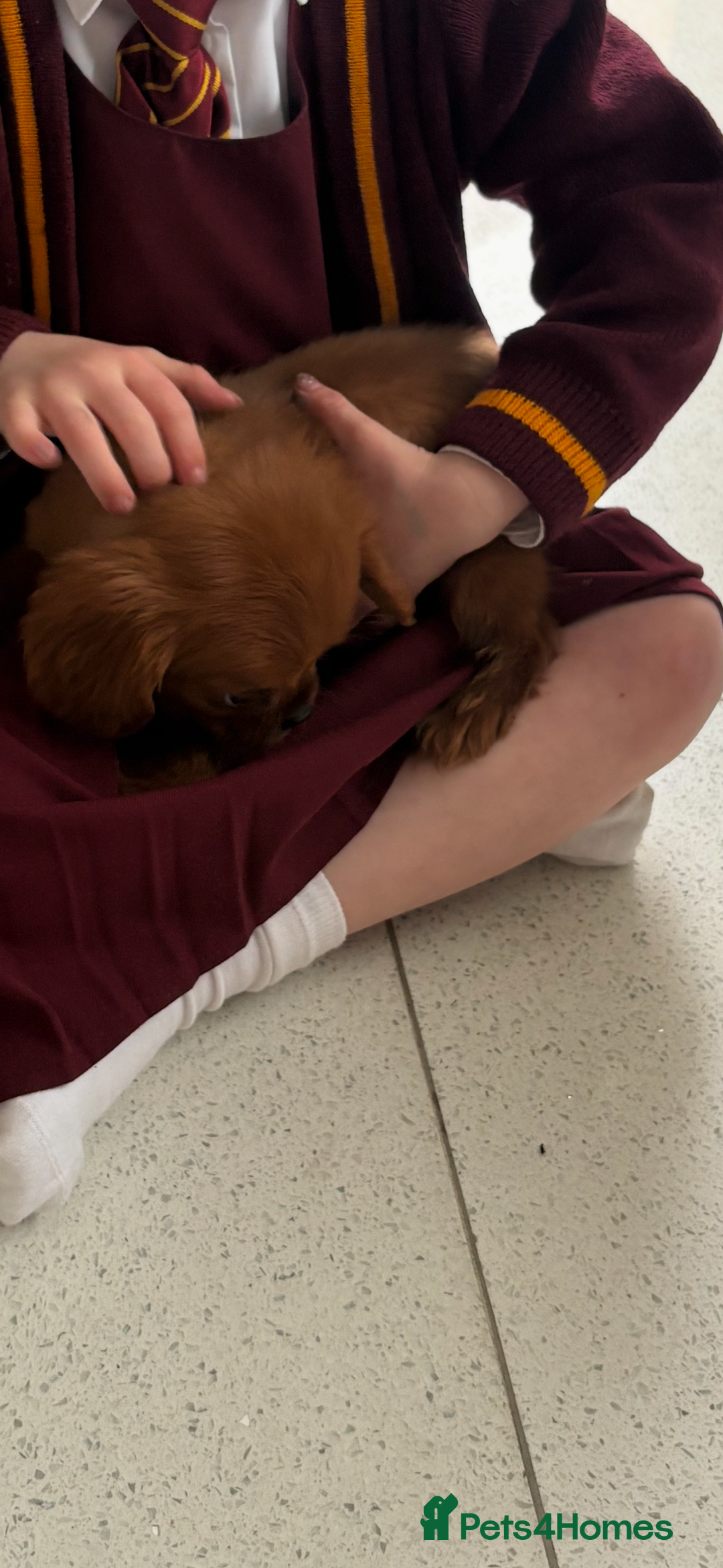 Miniature Poodle dogs for sale: 1 rubyKing Charles Cavalier health tested parents  - Image 7
