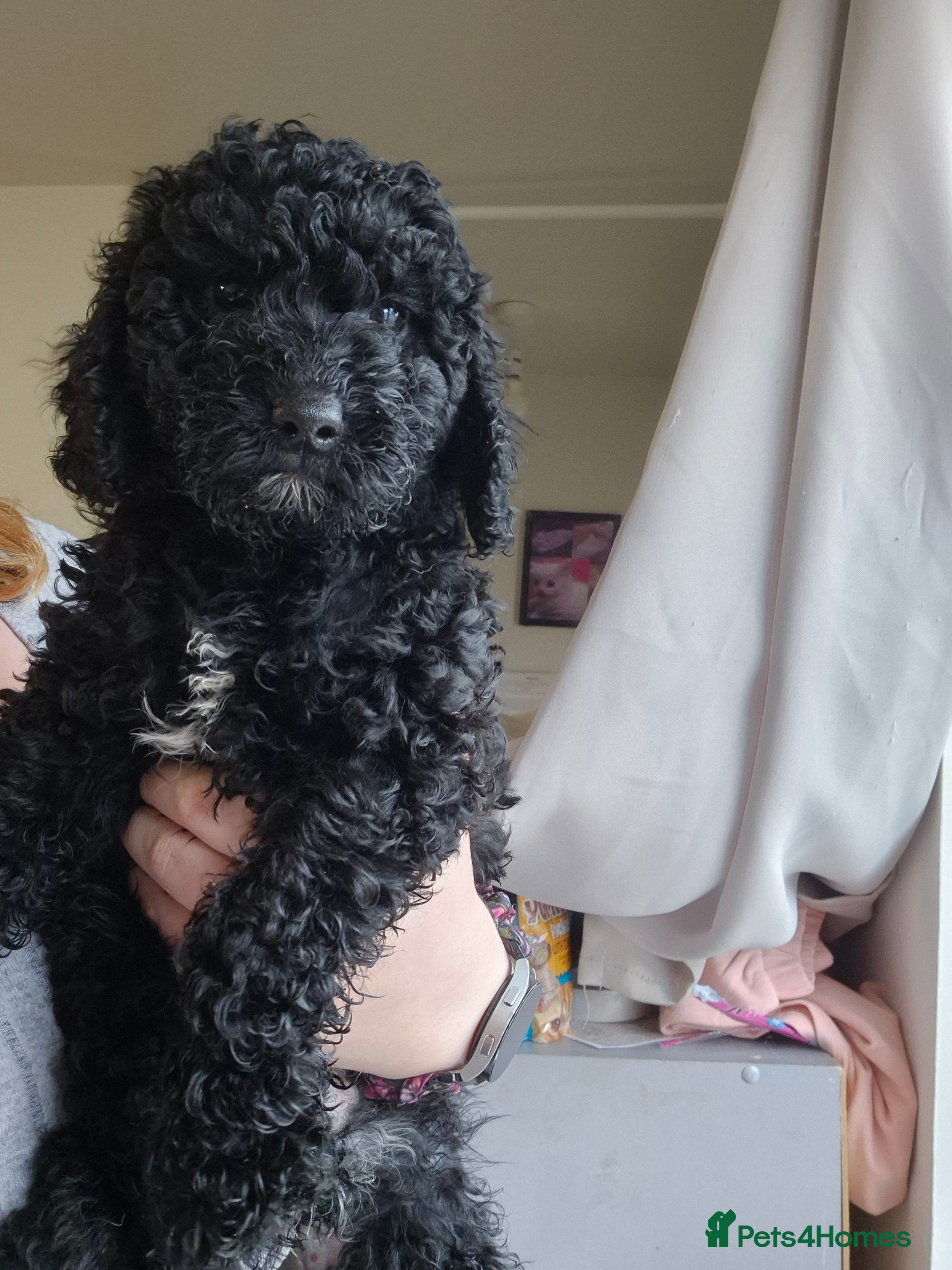Poodle dogs Last little boy looking for his new home!  - Advert 11