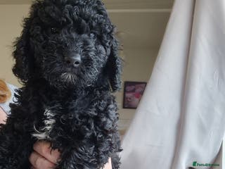 Poodle dogs Last little boy and girl moyen poodle! - Advert 7
