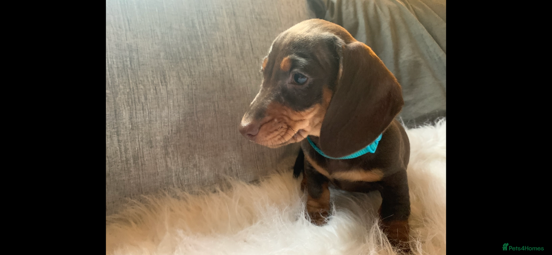 Miniature Dachshund dogs for sale: Minature Dashound boy&girl Ready Now - Image 18