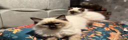 Ragdoll cats for sale: Ragdoll kittens - Advert 9