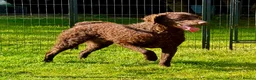 Curly Coated Retriever dogs for adoption: AFRO – Male Curly Coated Retriever - Advert 8