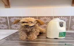 Toy Poodle dogs for sale: Toy poodle puppy - Image 4