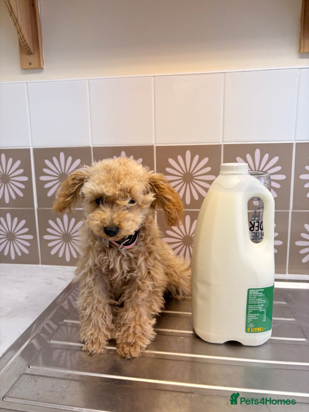 Toy Poodle dogs for sale: Toy poodle puppy - Image 4