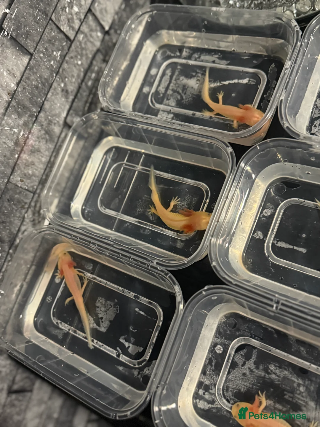 Axolotl reptiles for sale: Axolotls  - Advert 8