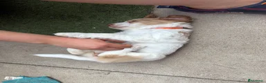 Cockapoo 3