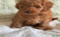 Cockapoo dogs for sale: Gorgeous Cockerpoo F1b - Image 26