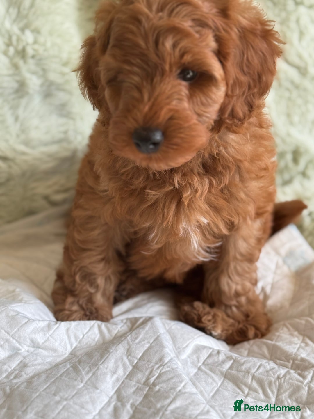 Cockapoo dogs for sale: Gorgeous Cockerpoo F1b - Image 26