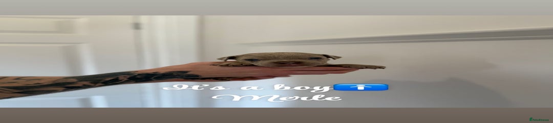  Puppy 6