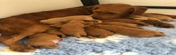 Labradoodle dogs for sale: keiras red fox miniature labradoodles  - Advert 19