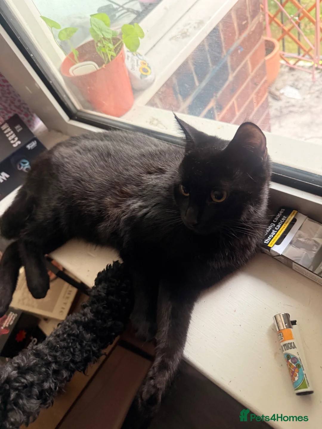 Mixed Breed cats for adoption: Archie - Advert 2