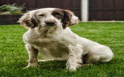 Springador dogs for sale: 7 week old springador puppies male and female  - Image 5