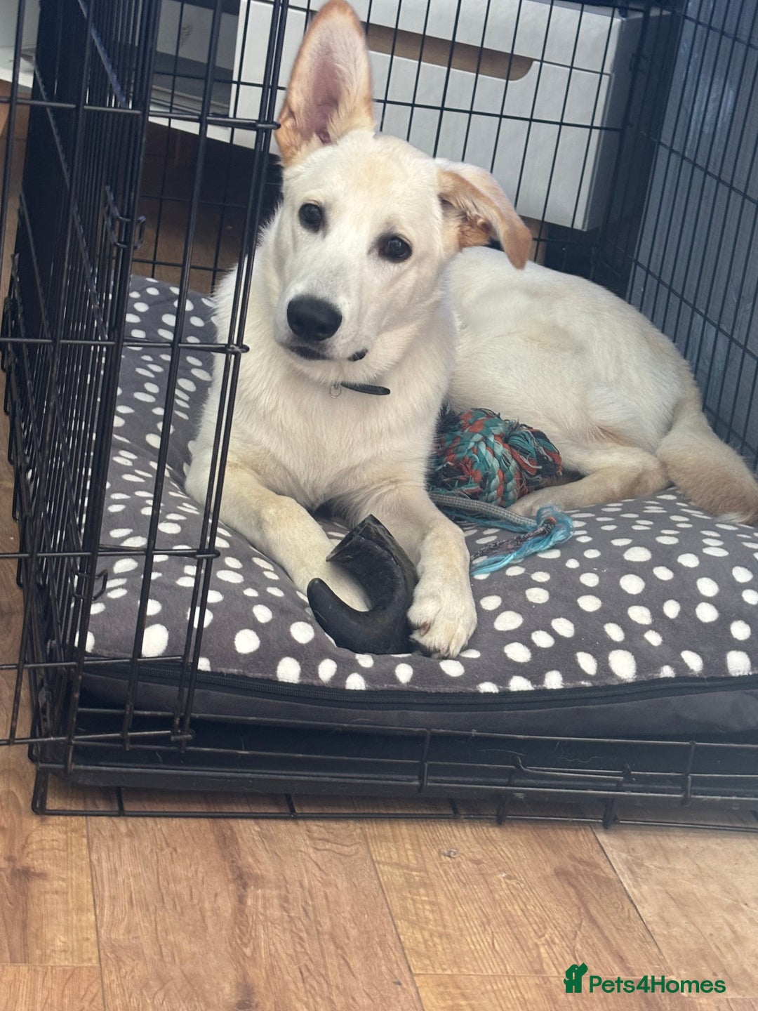 Mixed Breed dogs for sale: 7m lab x malamute - Image 4