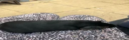 Guinea Pig rodents for sale: Pair baby pet Black Tan guinea pig boars / bonded  - Advert 9