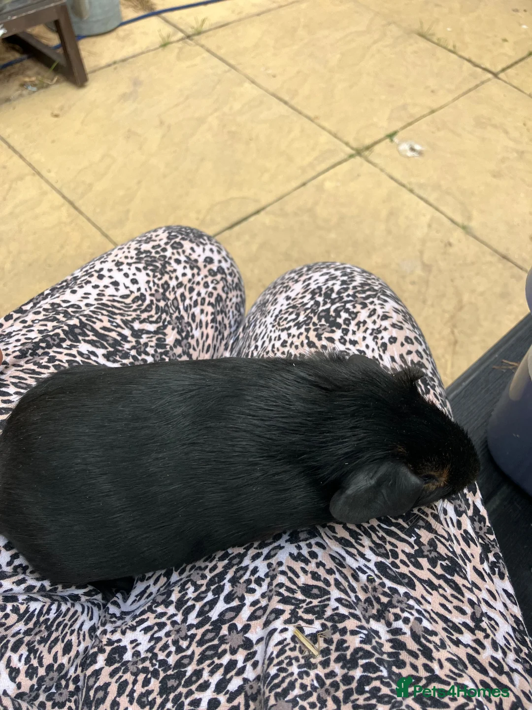 Guinea Pig rodents for sale: Pair baby pet Black Tan guinea pig boars / bonded  - Advert 9