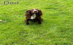 Cocker Spaniel dogs for sale: red KC registered cockerspaniels - Image 5