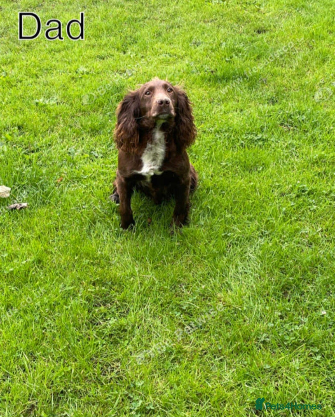 Cocker Spaniel dogs for sale: red KC registered cockerspaniels - Image 5