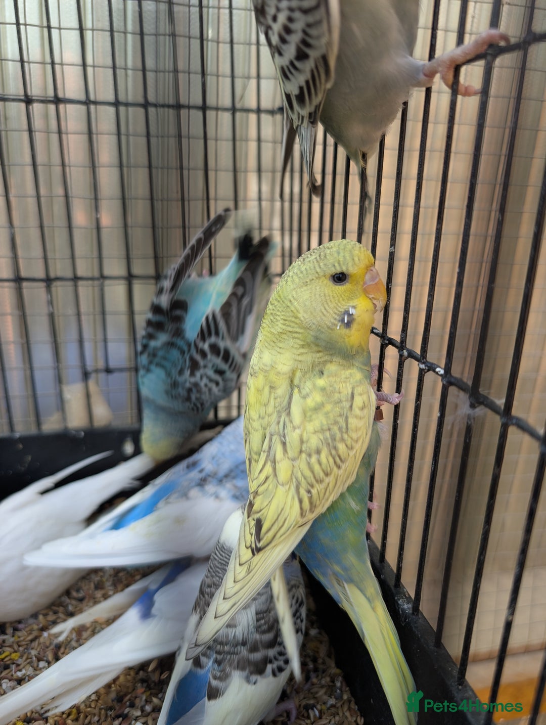 Budgerigars birds for sale: Baby budgies and starter cage  - Image 14