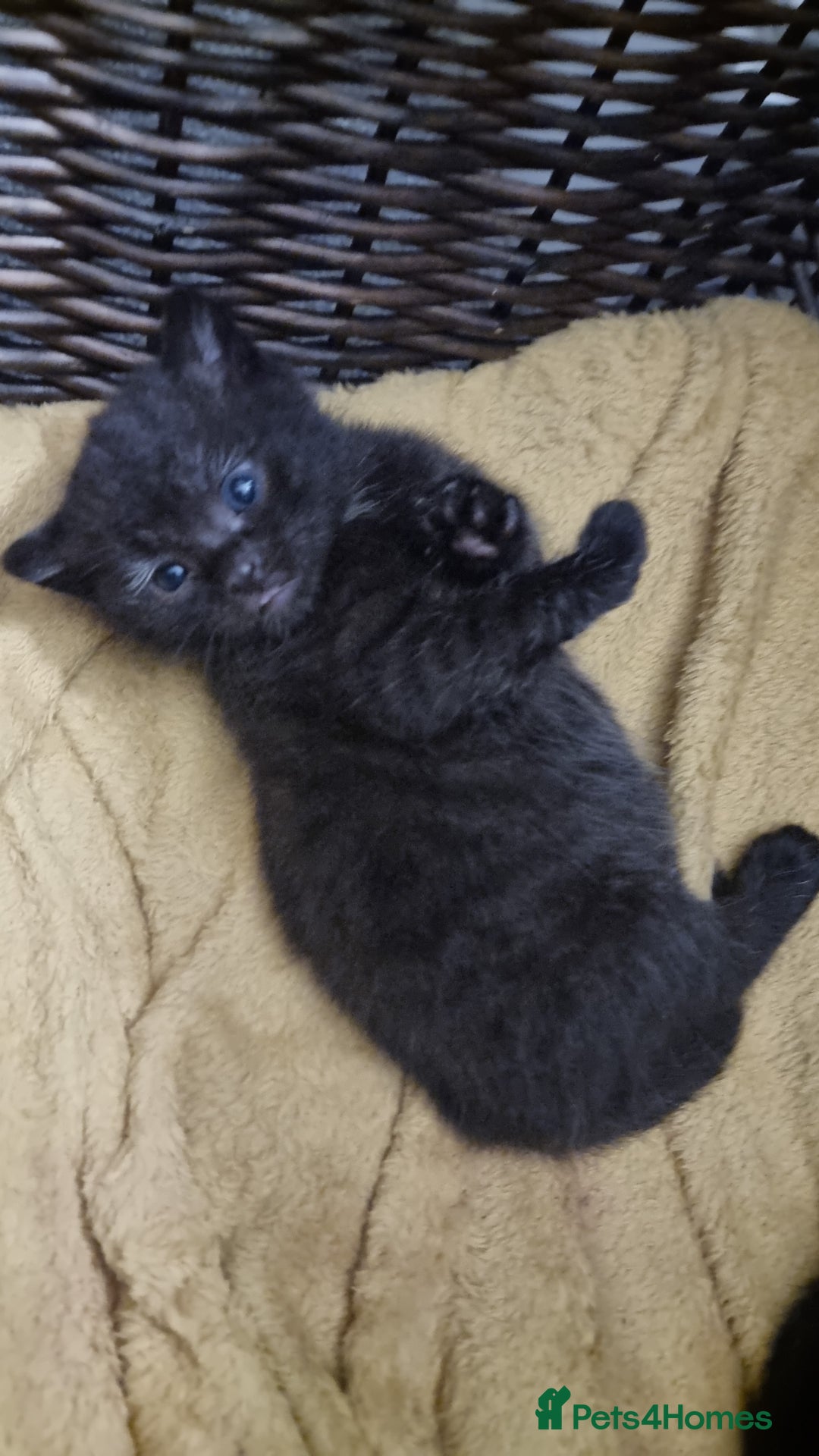 Mixed Breed cats for sale: Russian Blue mix kittens - Advert 7