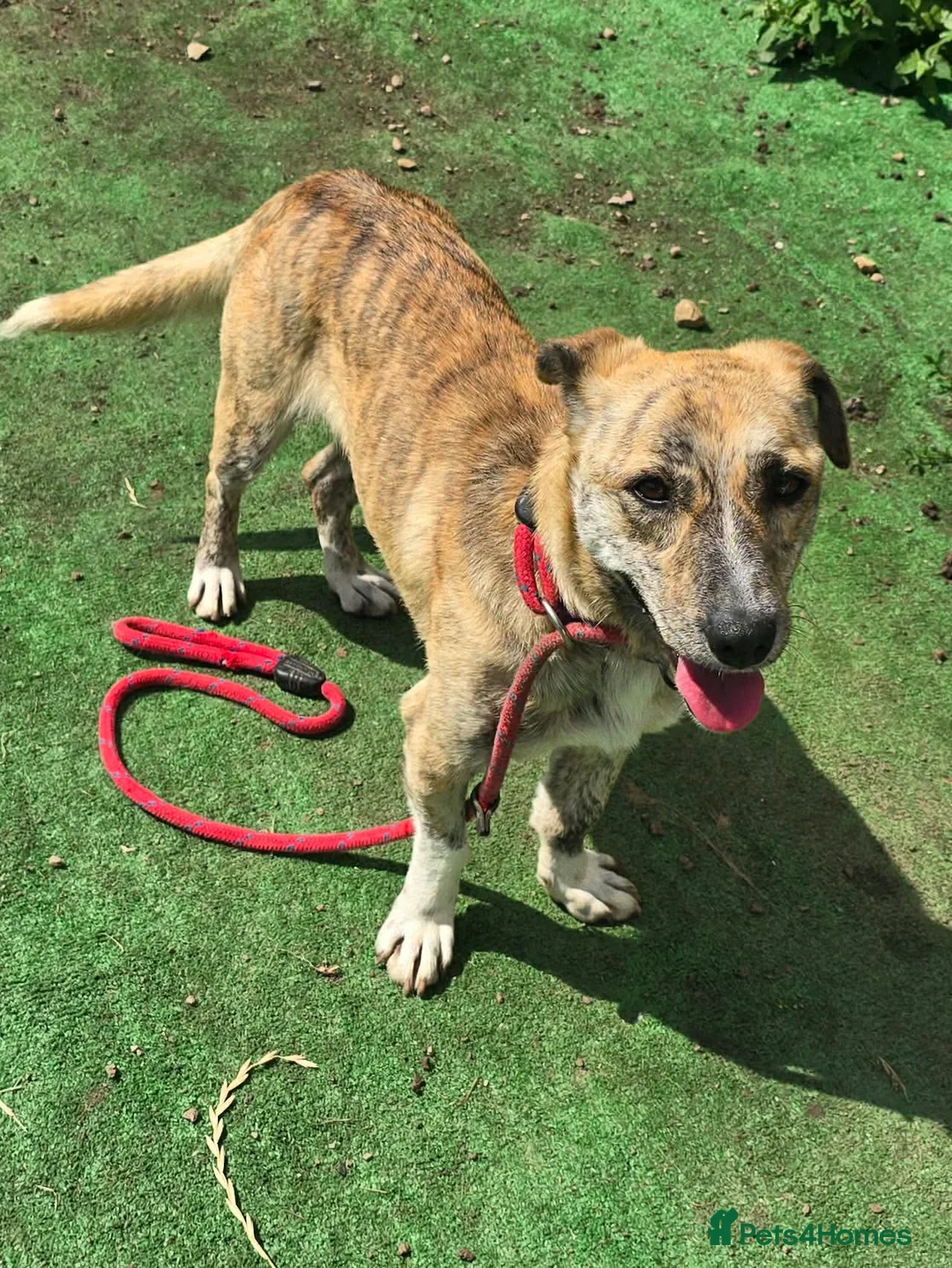 Mixed Breed dogs for adoption: 💛⭐️JESSIE - YOU GOT A FRIEND IN ME⭐️💛 - Advert 1