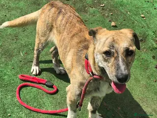 Mixed Breed dogs 💛⭐️JESSIE - YOU GOT A FRIEND IN ME⭐️💛 - Advert 4