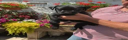 Labrador Retriever dogs for sale: Labrador Retreiver Puppy Dogs in Dudley - Advert 4