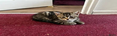 American Shorthair Kitten 3