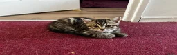 American Shorthair cats for sale: Beautiful Tabby Kittens Ready for Loving Homes - Advert 19