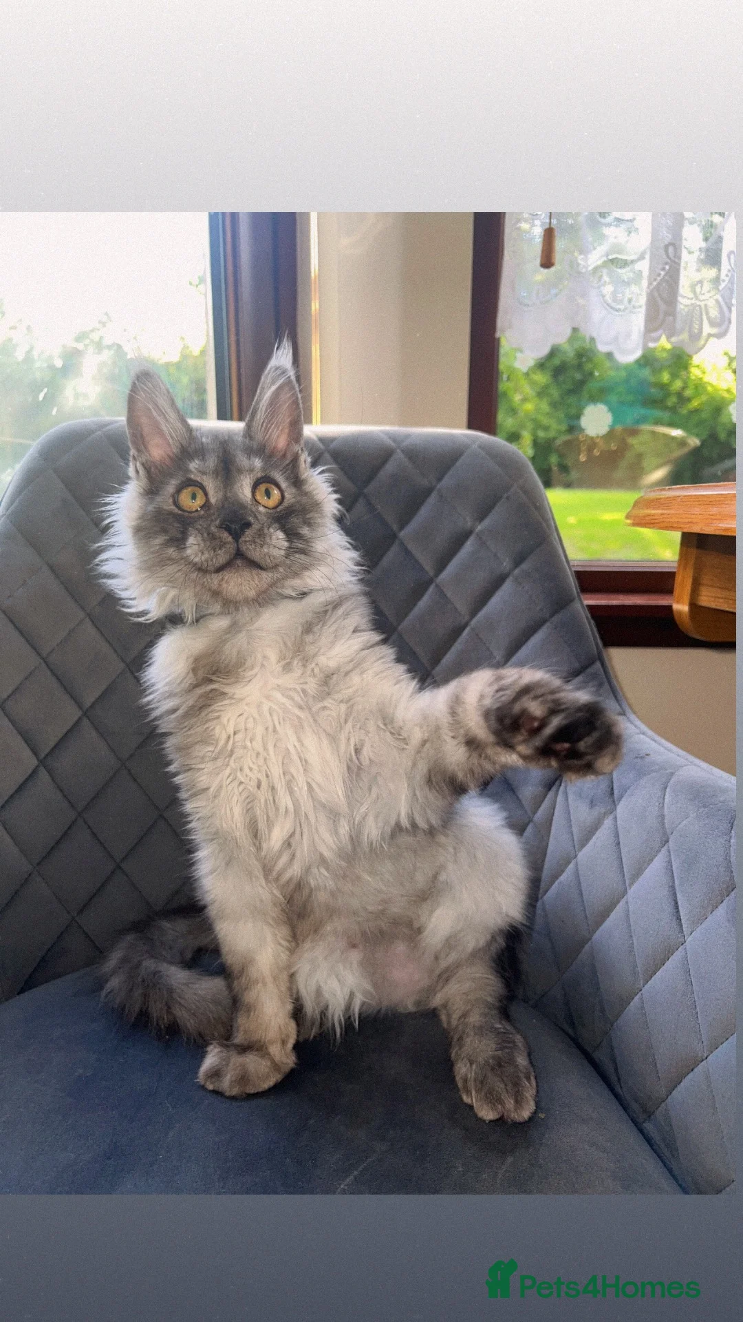 Maine Coon cats for sale: TICA REGISTERED Maine coon kitten ready now - Advert 1