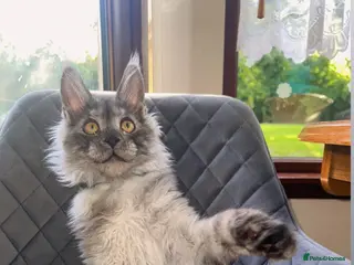 Maine Coon cats TICA REGISTERED Maine coon kitten ready now - Advert 1