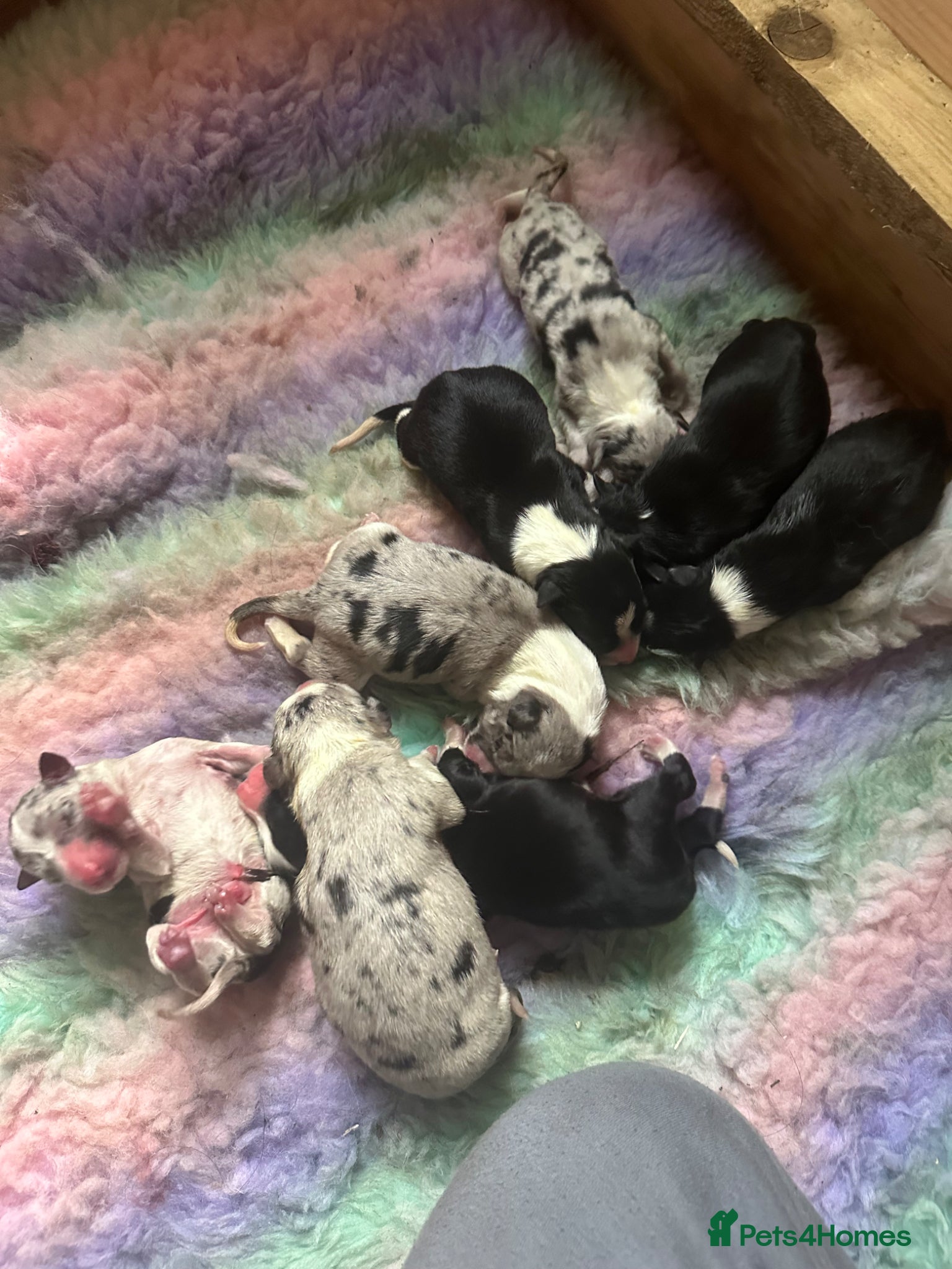 Border Collie dogs for sale: Beautiful Border Collie Puppies  - Advert 17