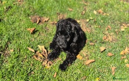 Cockapoo dogs for sale: Cockapoo pups - Image 18
