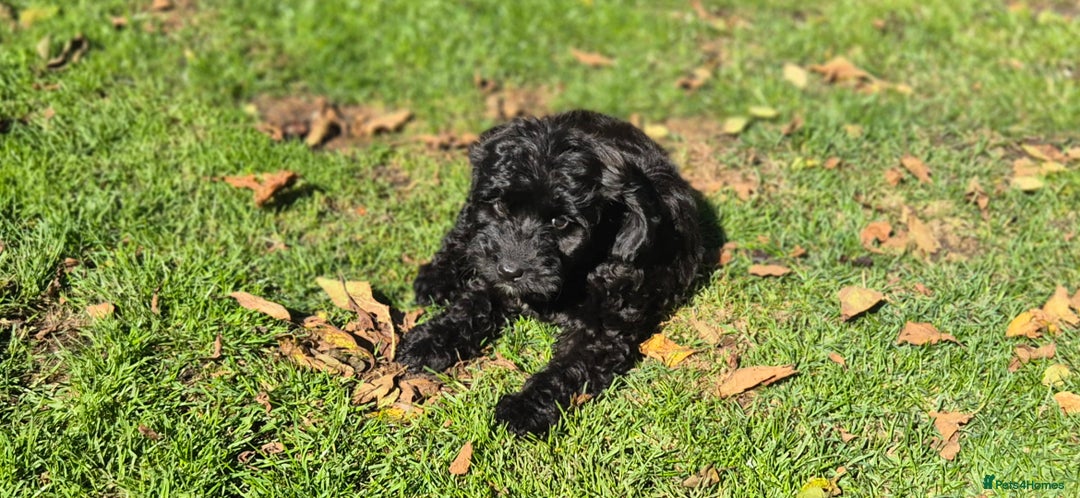 Cockapoo dogs for sale: Cockapoo pups - Image 18