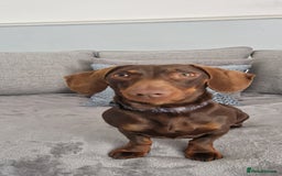 Miniature Dachshund dogs for sale: Miniature dachshund girl - Image 6