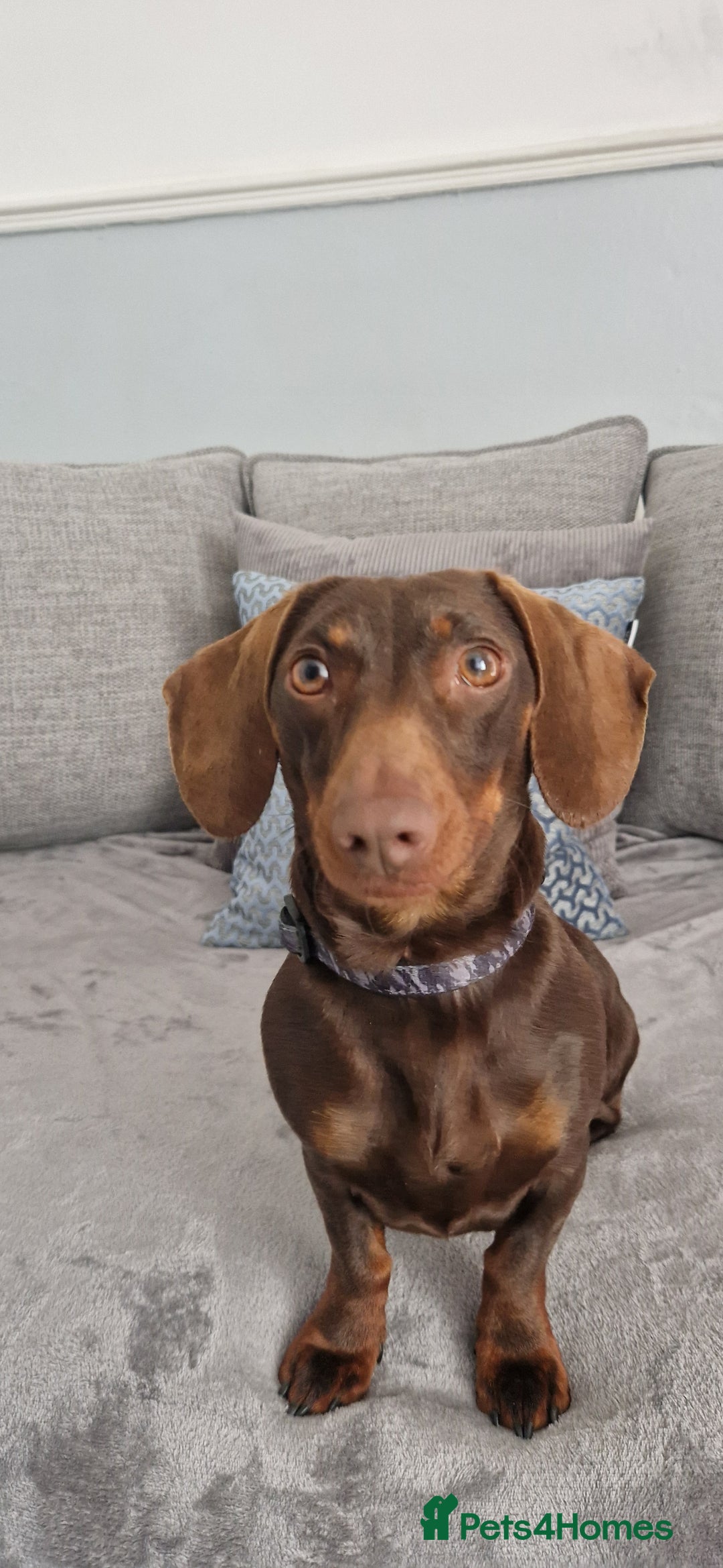 Miniature Dachshund dogs for sale: Miniature dachshund girl - Image 6