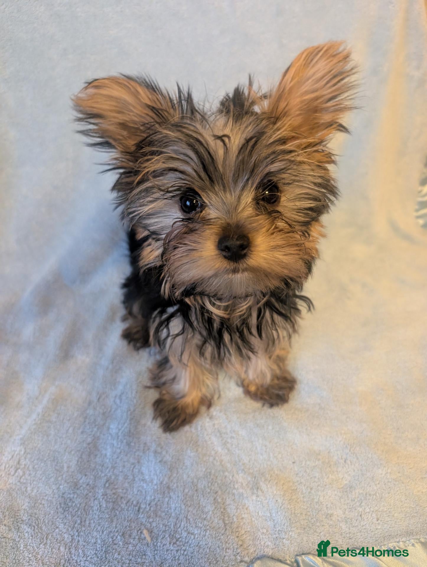 Yorkshire Terrier dogs  Yorkshire Puppy Ready for new home  - Advert 1
