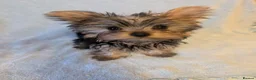 Yorkshire Terrier dogs for sale: Yorkshire Terrier ready for new home  - Advert 1