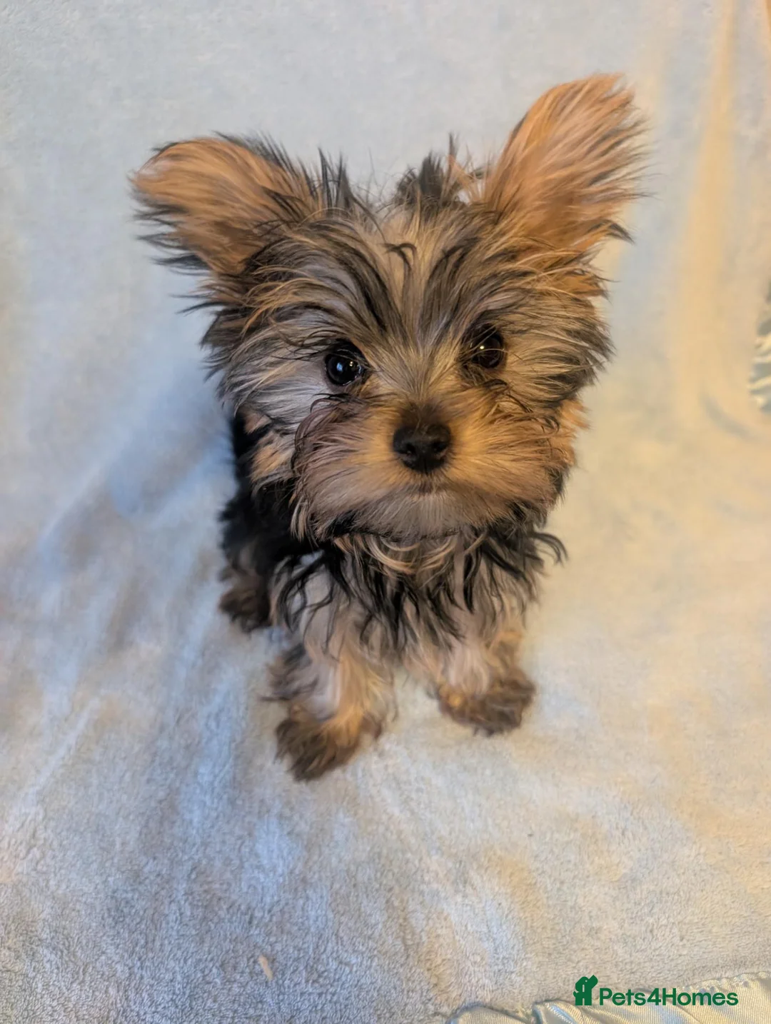 Yorkshire Terrier dogs for sale: Yorkshire Terrier ready for new home  - Advert 1